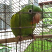 Orange-chinned Parakeet